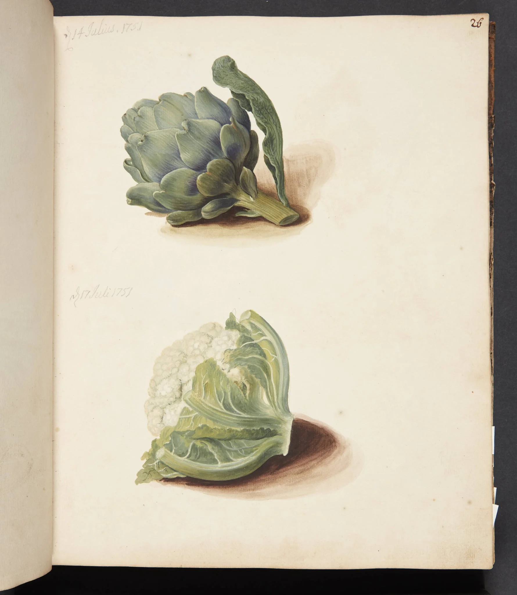 Studie af artiskok og blomkålshoved, detail