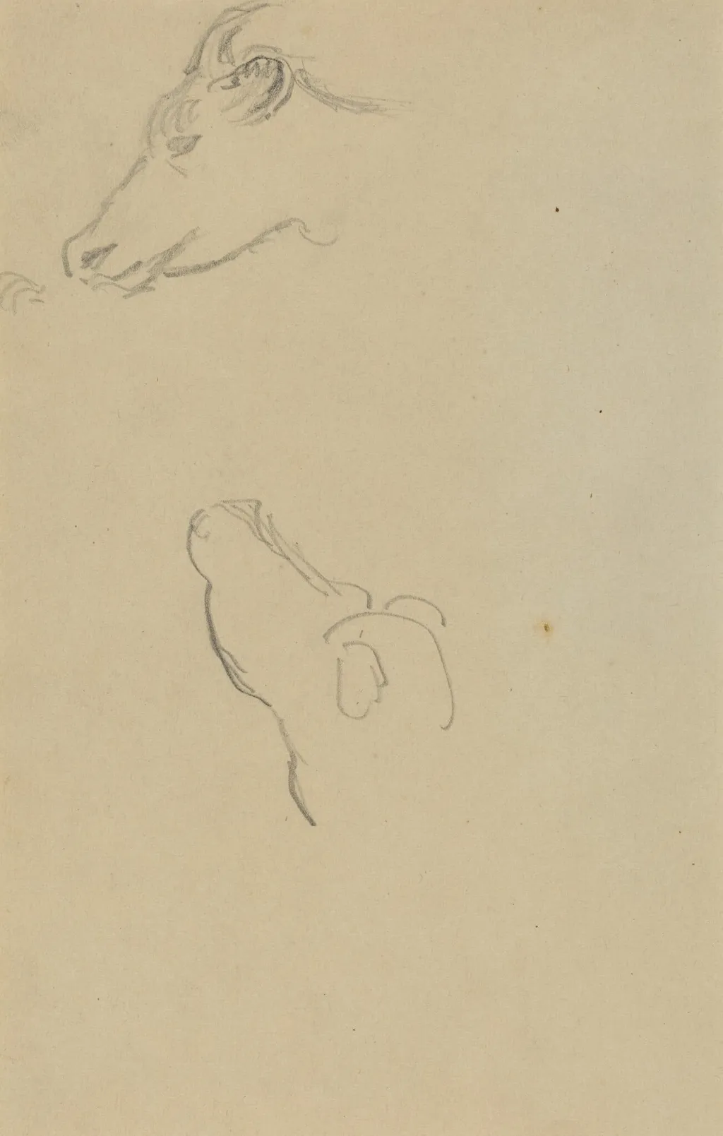 Head of a Cow [recto], by Paul Gauguin, graphite, 1886