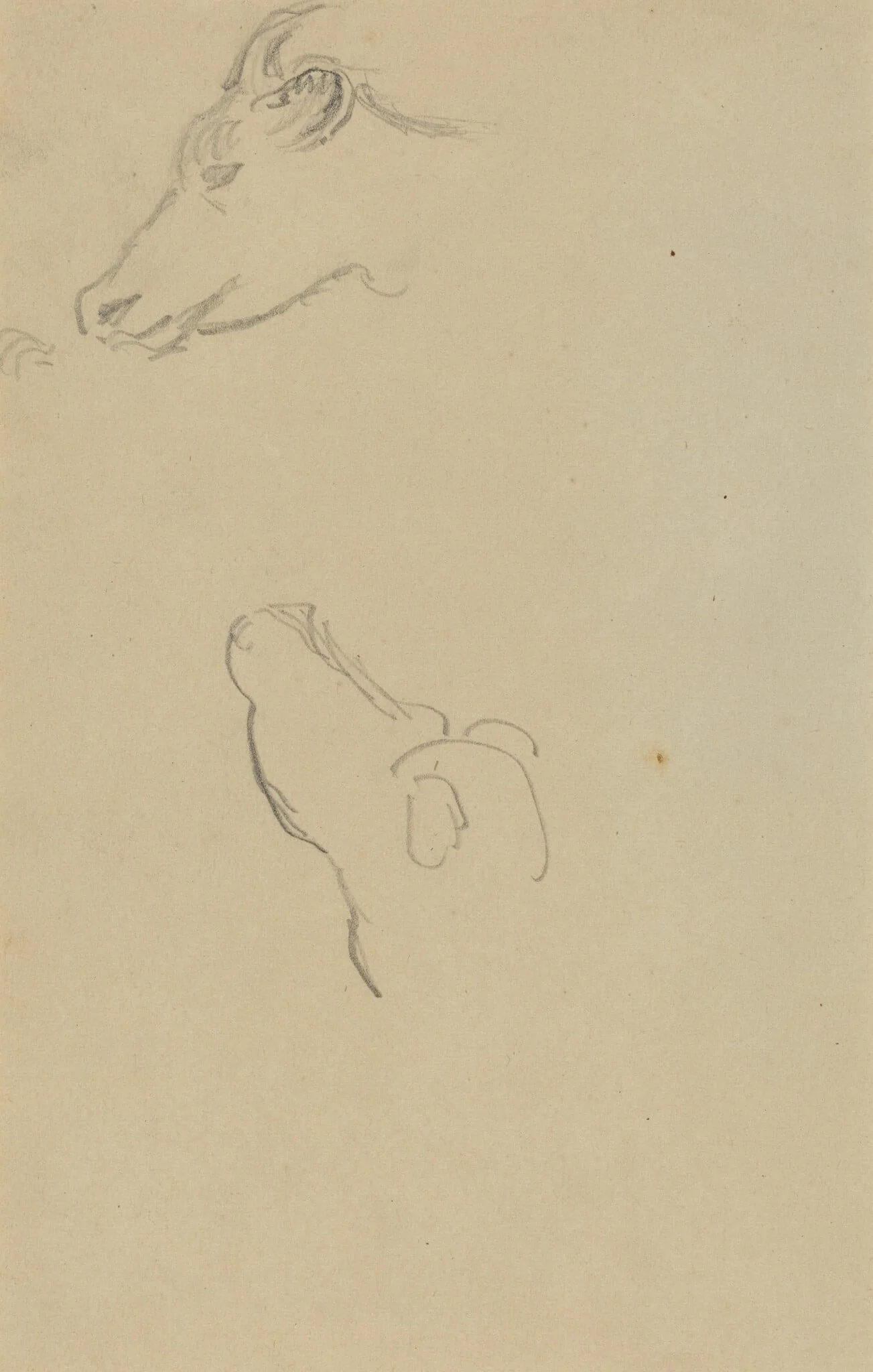 Head of a Cow [recto], detail