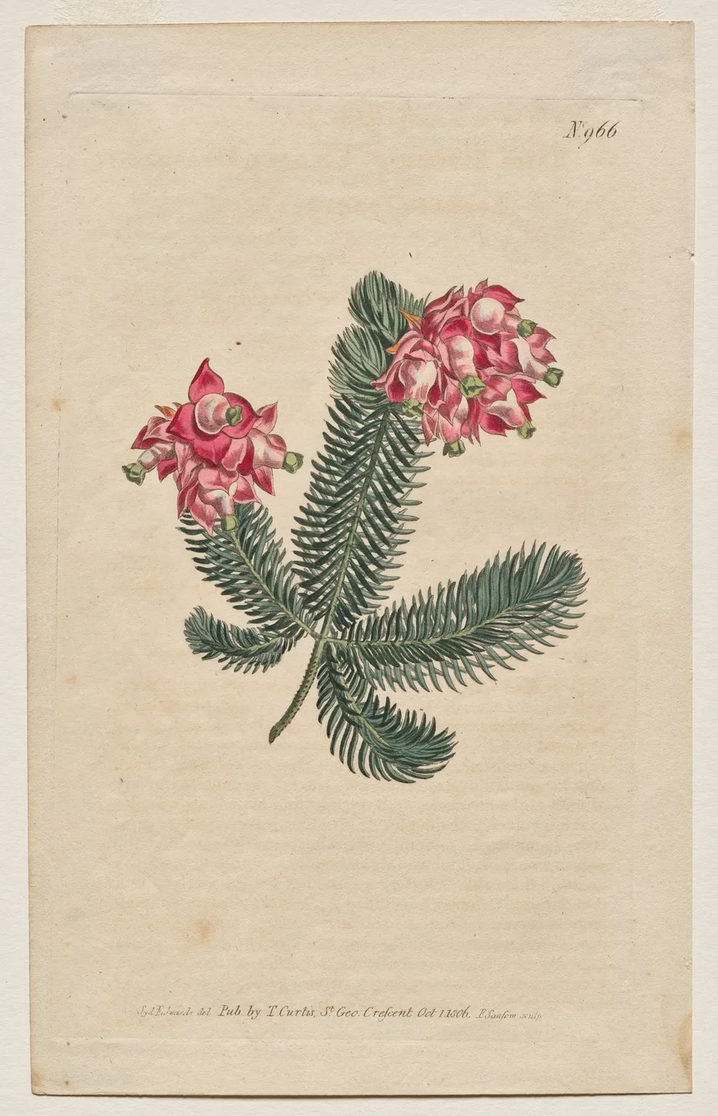 The Botanical Magazine or Flower Garden Displayed: Plate 966, Erica Elegans. Elegant Heath [Erica glauca], by Francis Sansom