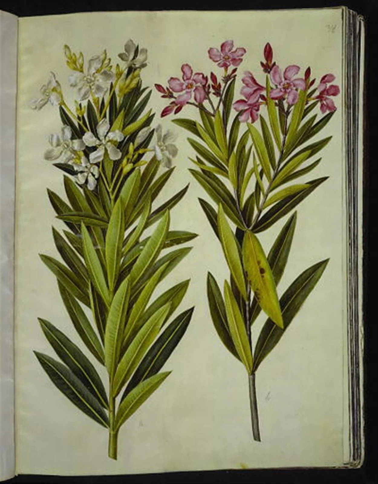 Nerium oleander (nerie), detail