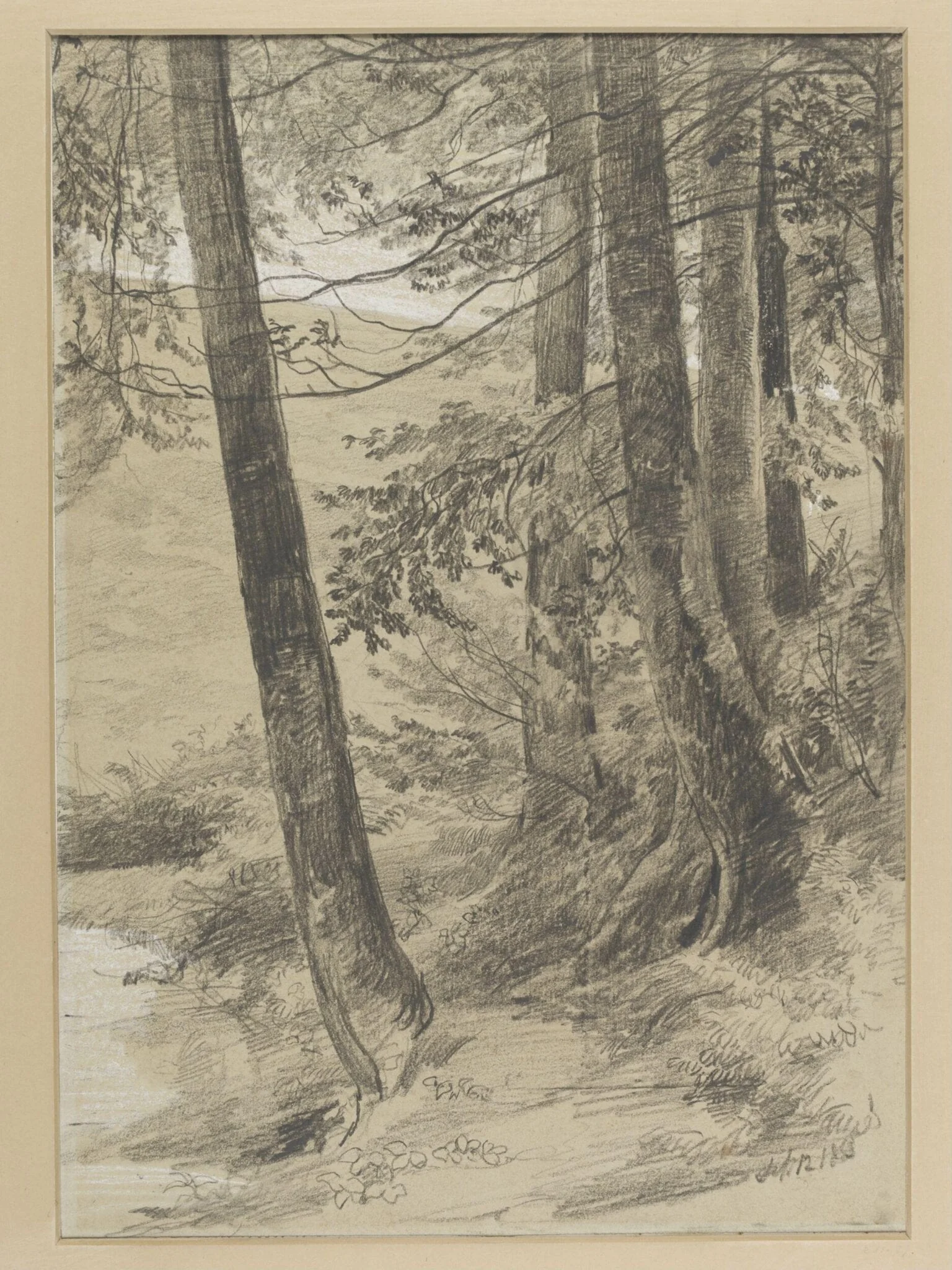 Study of tree stems at King George's Hill, Abinger, detail