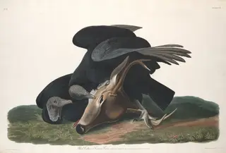 Black Vulture, by Havell, Jr., Robert, ink, 1831