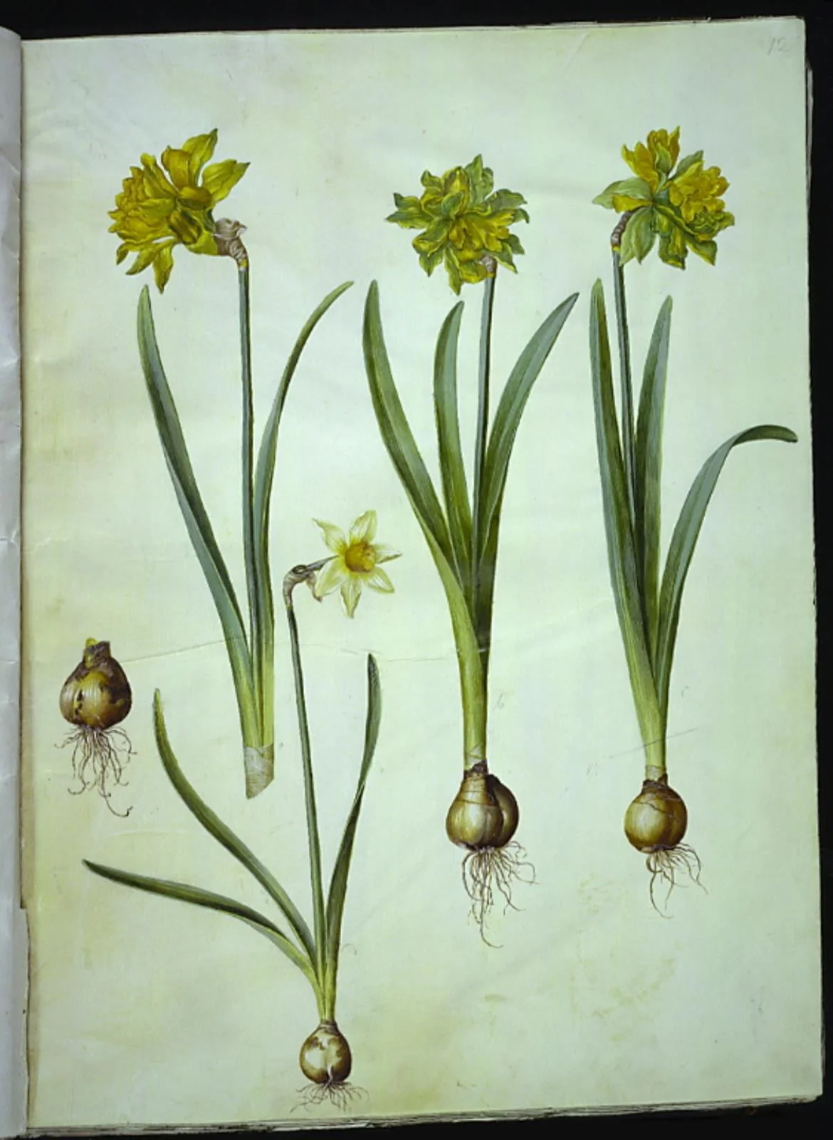 Narcissus pseudonarcissus; Narcissus ? ×incomparabilis (have-narcis), detail