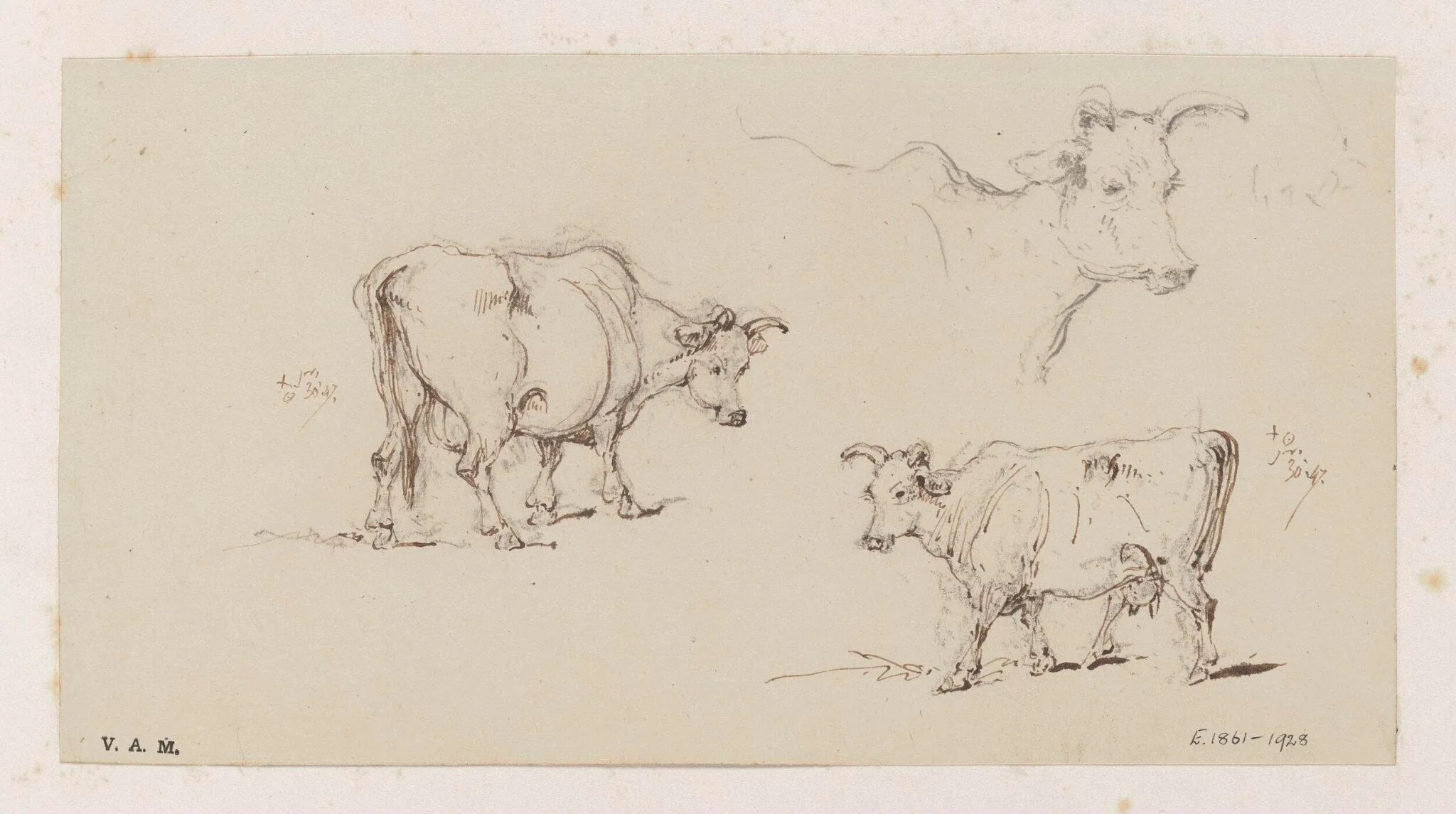 Three studies of cows, detail