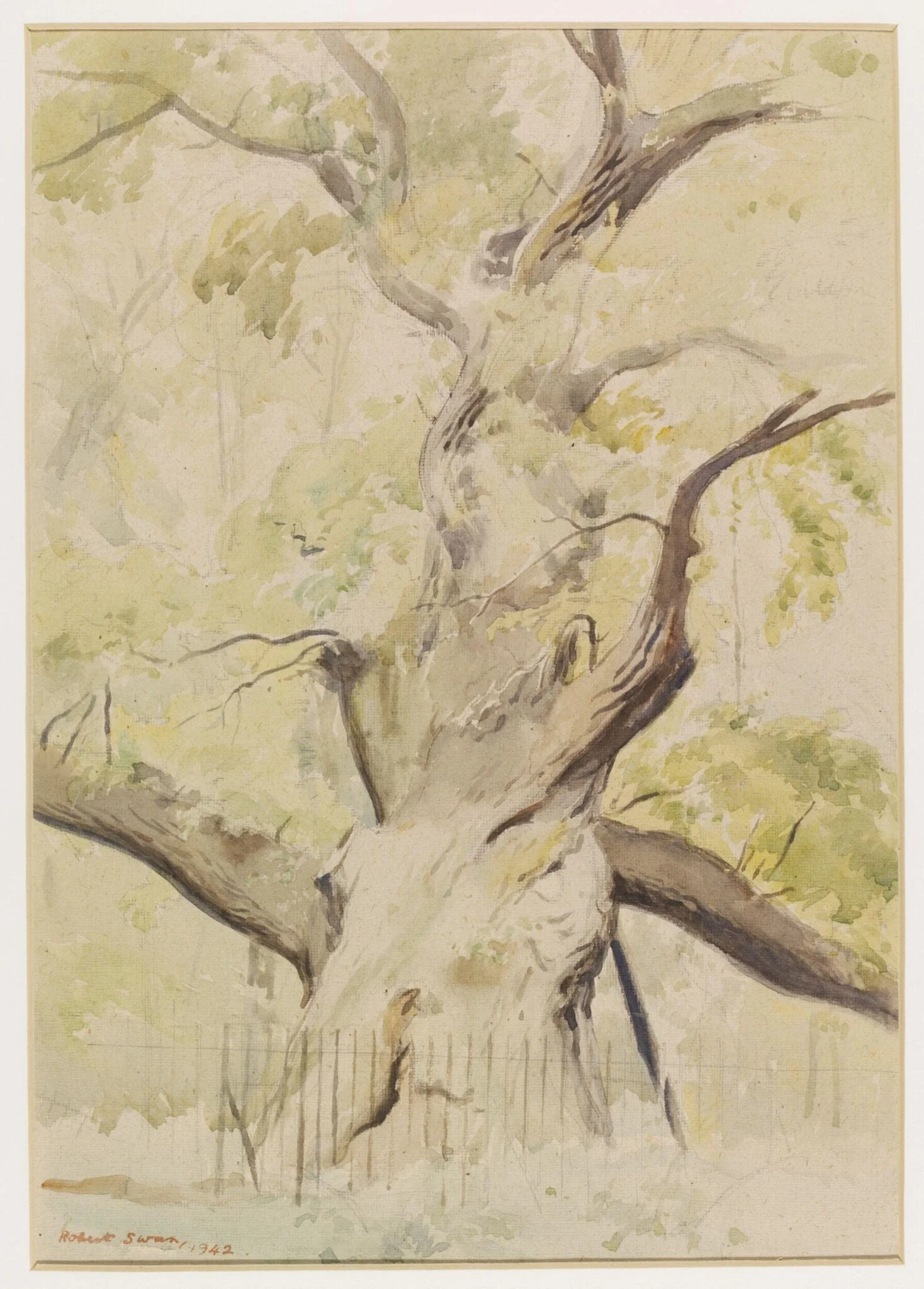 Lassington Oak, detail