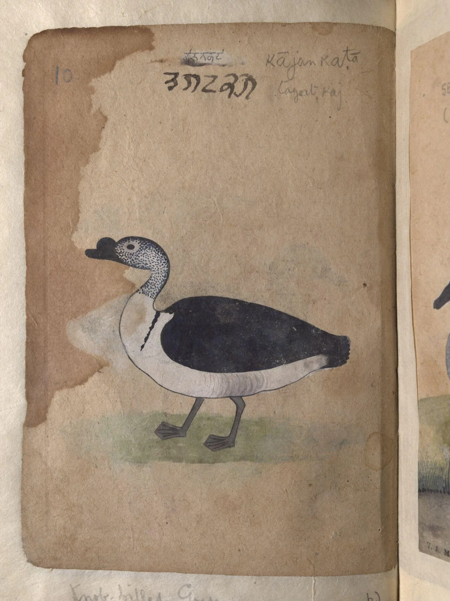 Depictions of a Grey lag goose and Knob-billed goose, of Northern India, detail