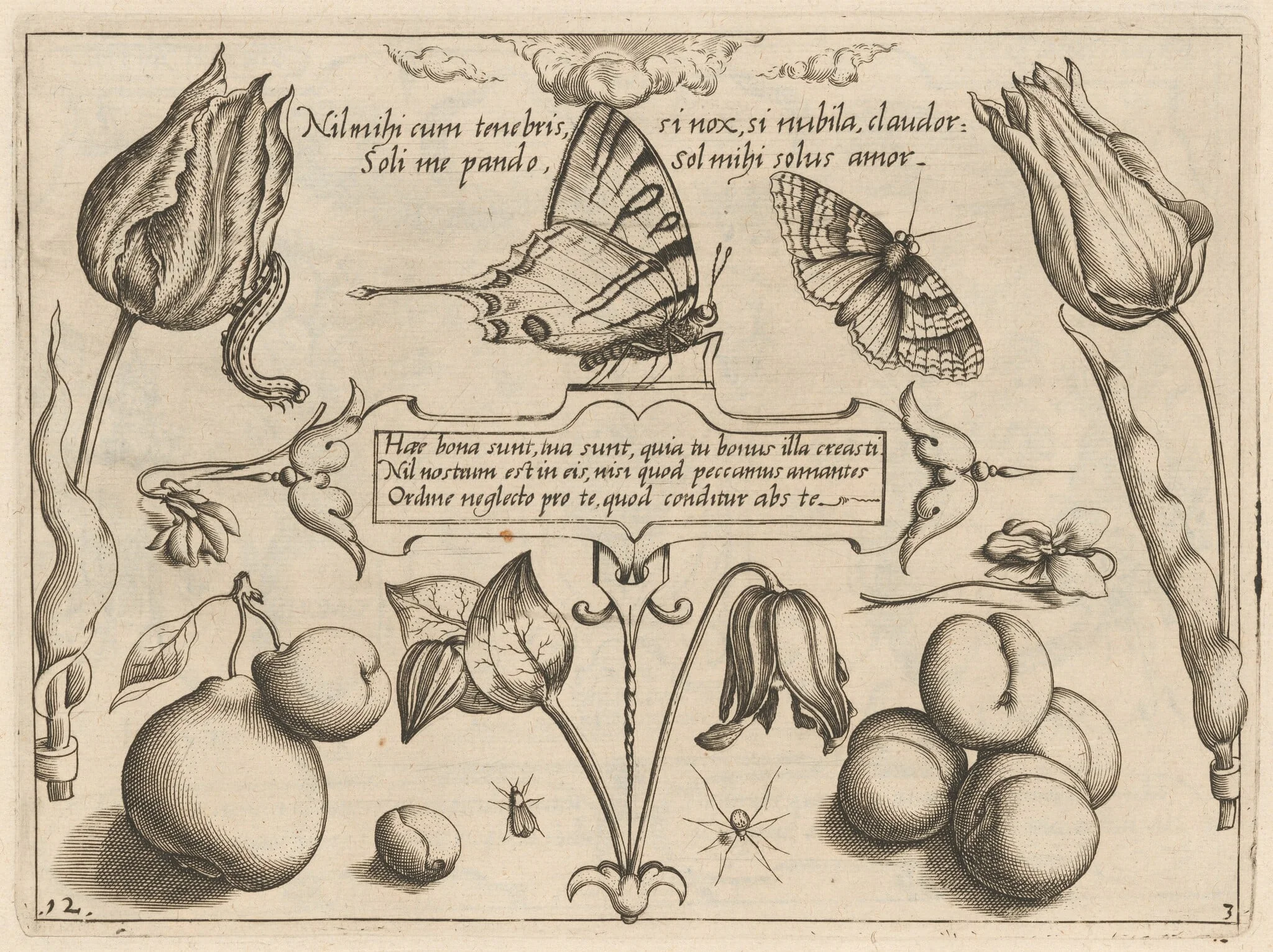 Archetypa studiaque patris Georgii Hoefnagelii [Part 3, Plate 12], detail