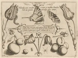 Archetypa studiaque patris Georgii Hoefnagelii [Part 3, Plate 12], by Jacob Hoefnagel, ink, 1592