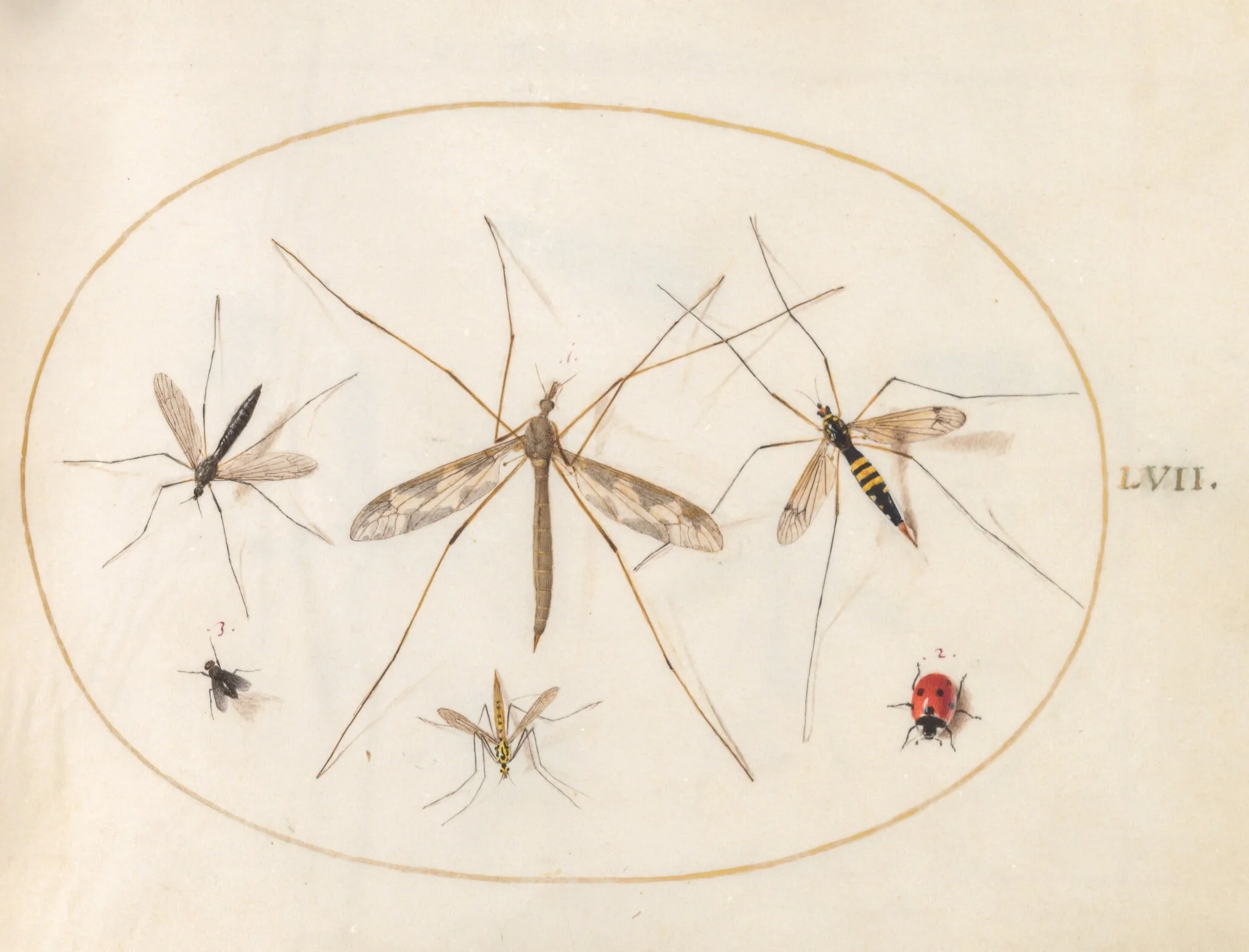 Plate 57: A Ladybug, a Fly, and Four Other Insects, detail