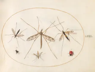 Plate 57: A Ladybug, a Fly, and Four Other Insects, by Joris Hoefnagel, gouache, 1594