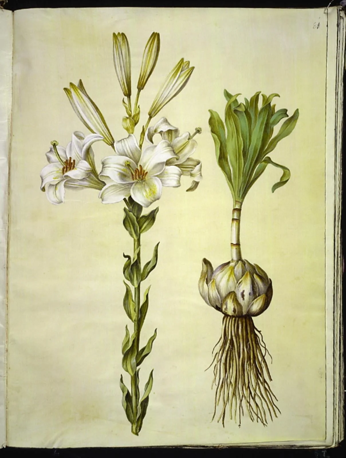 Lilium candidum (madonna-lilje), detail