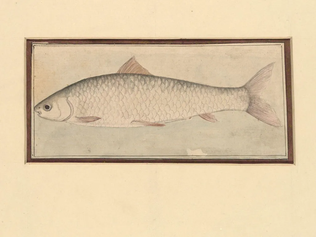 A fish, by Bahadur Lal II, paint, 1880
