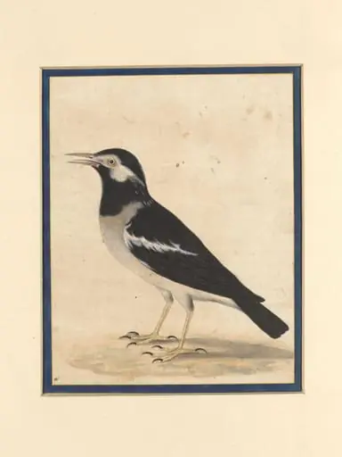 A 'maina', by Bahadur Lal II