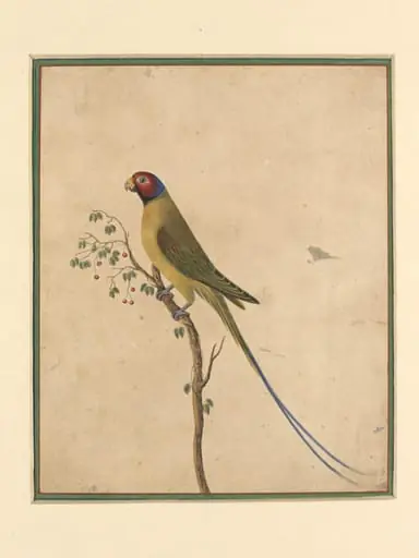 A parakeet, by Bahadur Lal II