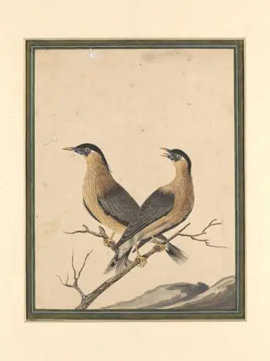 Two birds on a branch, by Bahadur Lal II