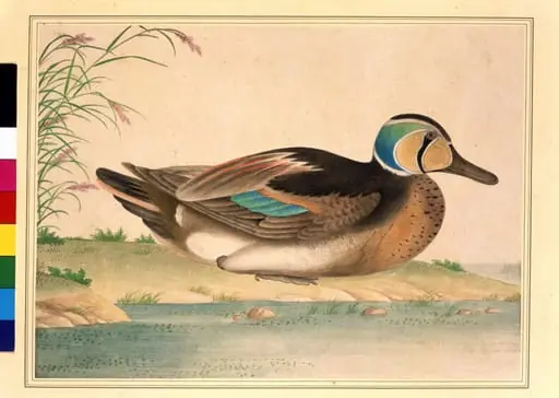Baikal Teal