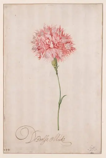 De Poolse Muts, by Balthasar van der Ast