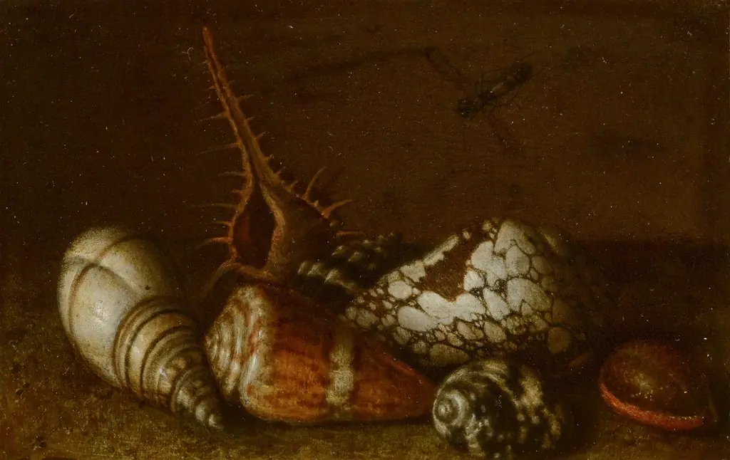 Shells on a Table, by Balthasar van der Ast