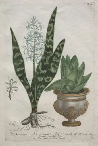 Aloes, by Bartholomäus Seuter