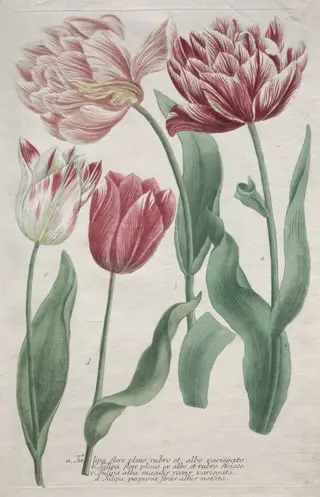 Tulips, by Bartholomaus Seutter