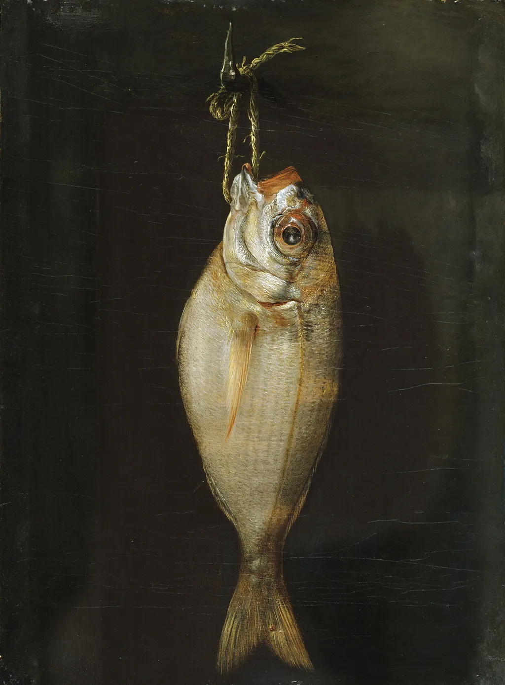 Bream, by Bartolomé Montalvo, oil, 1750