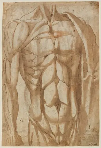 Study of a Flayed Torso (verso), by Bartolommeo da Arezzo