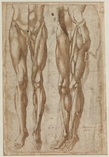 Two Studies of a Flayed Man (recto), by Bartolommeo da Arezzo