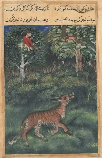 The donkey, in a tiger’s skin, reveals his identity by braying aloud, from a Tuti-nama (Tales of a Parrot): Thirty-first Night, by Basawan