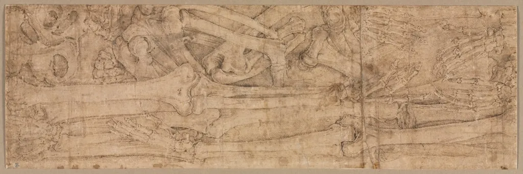Arm Bones, by Battista Franco, 1544