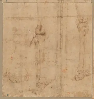 Lower Half of Skeleton from the Back