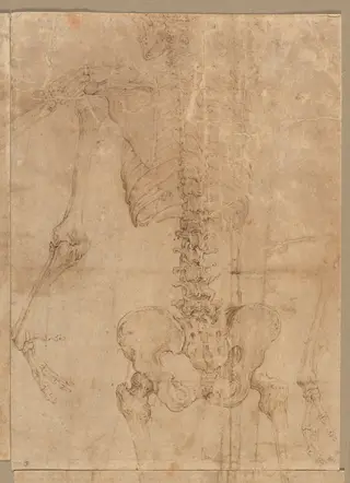 Upper Half of Skeleton from the Back