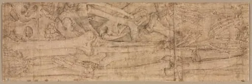 Arm Bones, by Battista Franco Veneziano