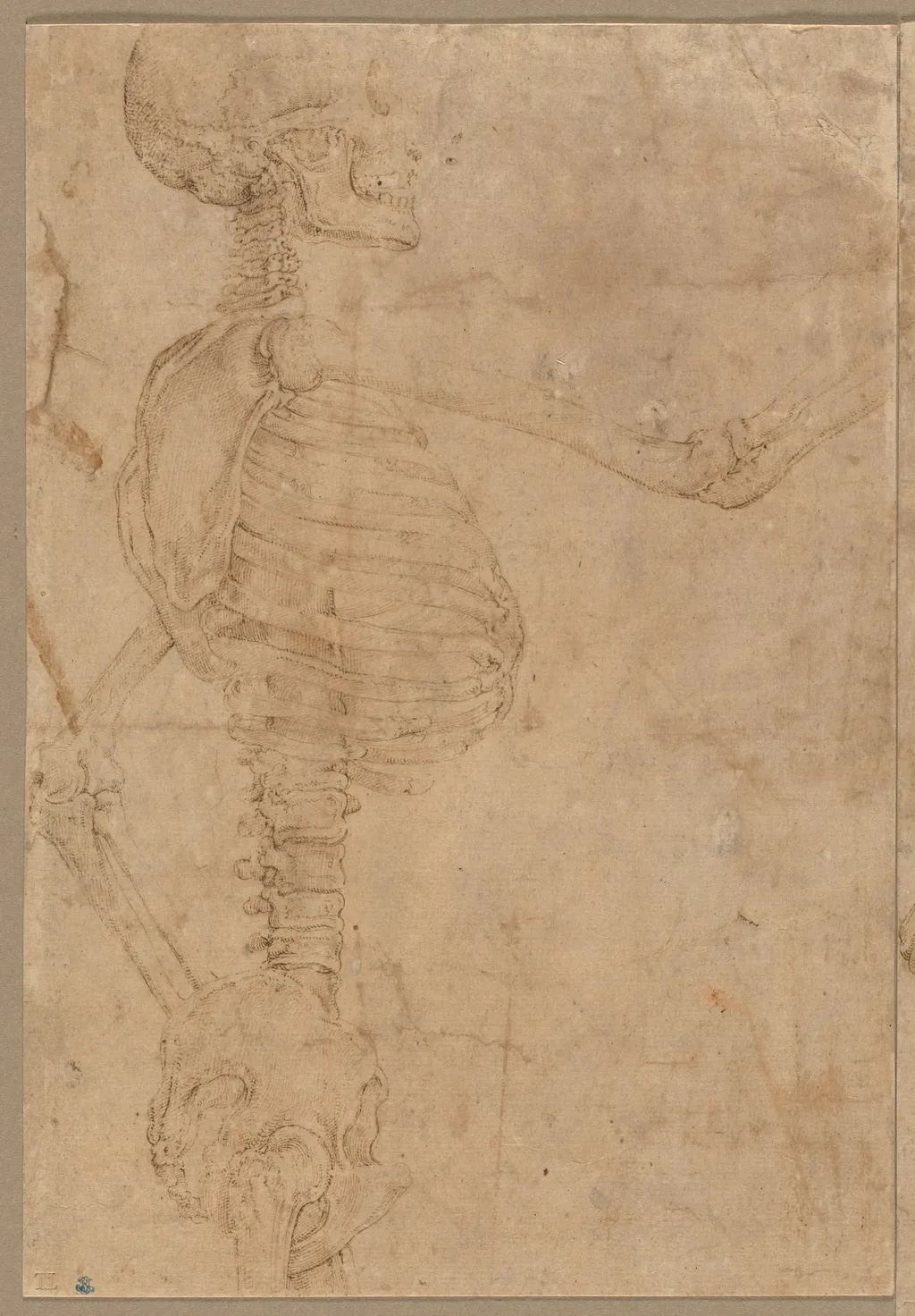 Half-Length Skeleton in Profile, by Battista Franco Veneziano, 1544