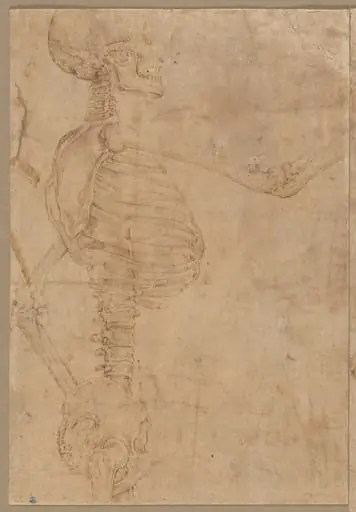 Half-Length Skeleton in Profile, by Battista Franco Veneziano