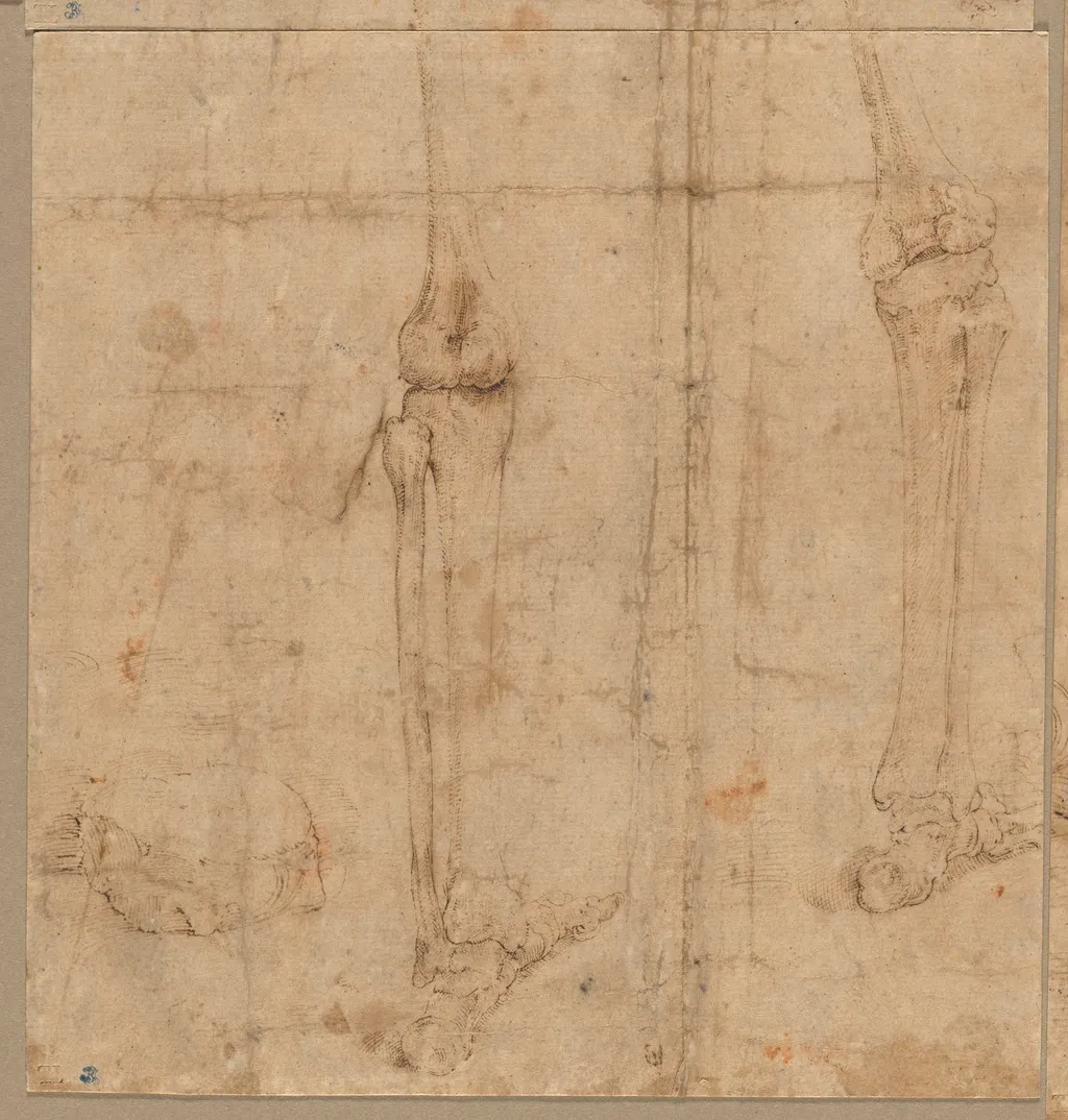 Lower Half of Skeleton from the Back, by Battista Franco Veneziano, 1544