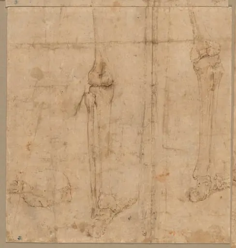 Lower Half of Skeleton from the Back, by Battista Franco Veneziano