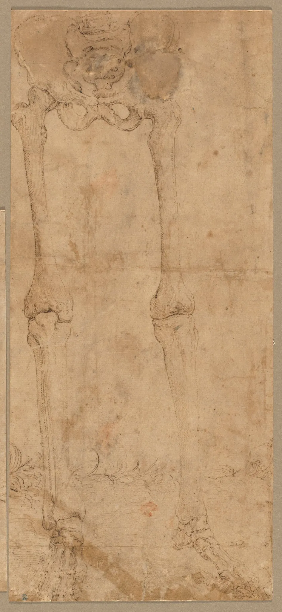 Lower Half of Skeleton from the Front, by Battista Franco Veneziano, 1544