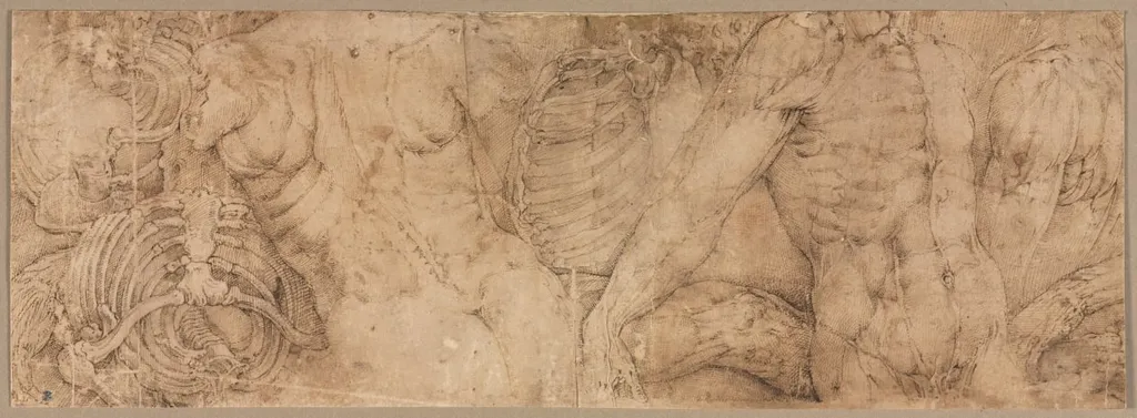 Torsos with Rib Cages, by Battista Franco Veneziano, 1544