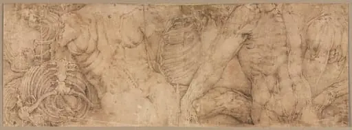 Torsos with Rib Cages, by Battista Franco Veneziano