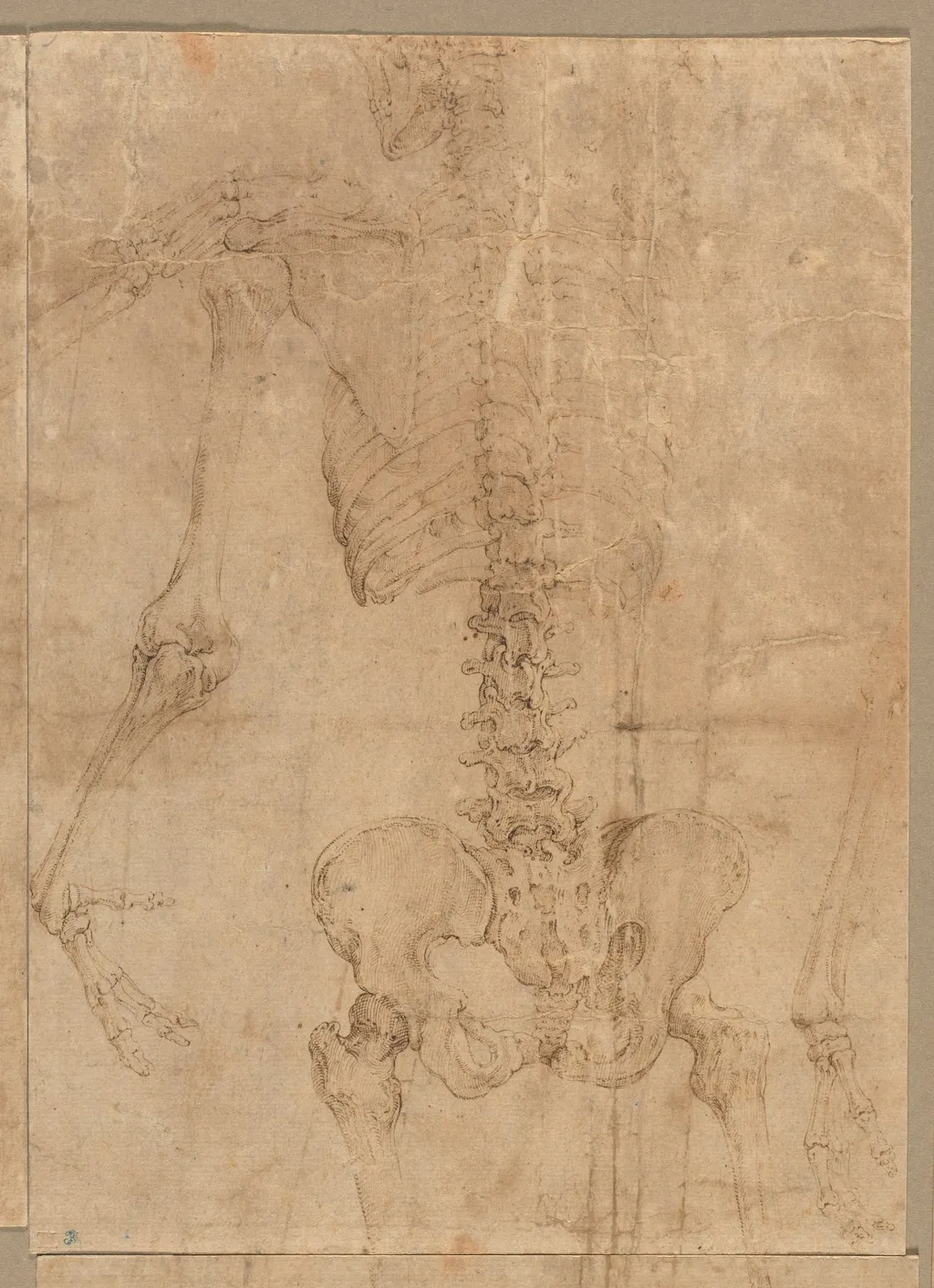 Upper Half of Skeleton from the Back, by Battista Franco Veneziano, 1544