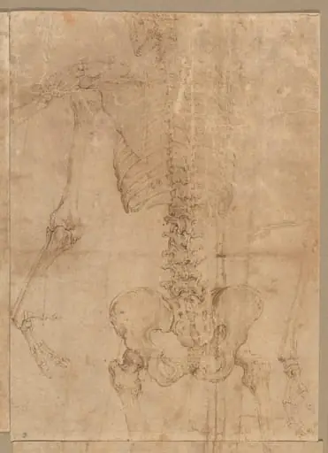 Upper Half of Skeleton from the Back, by Battista Franco Veneziano