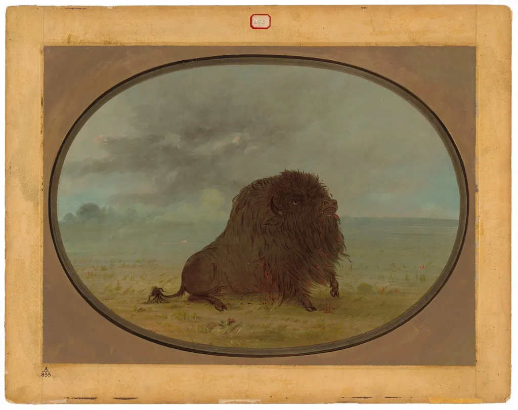 Dying Buffalo Bull, by George Catlin, oil, 1865
