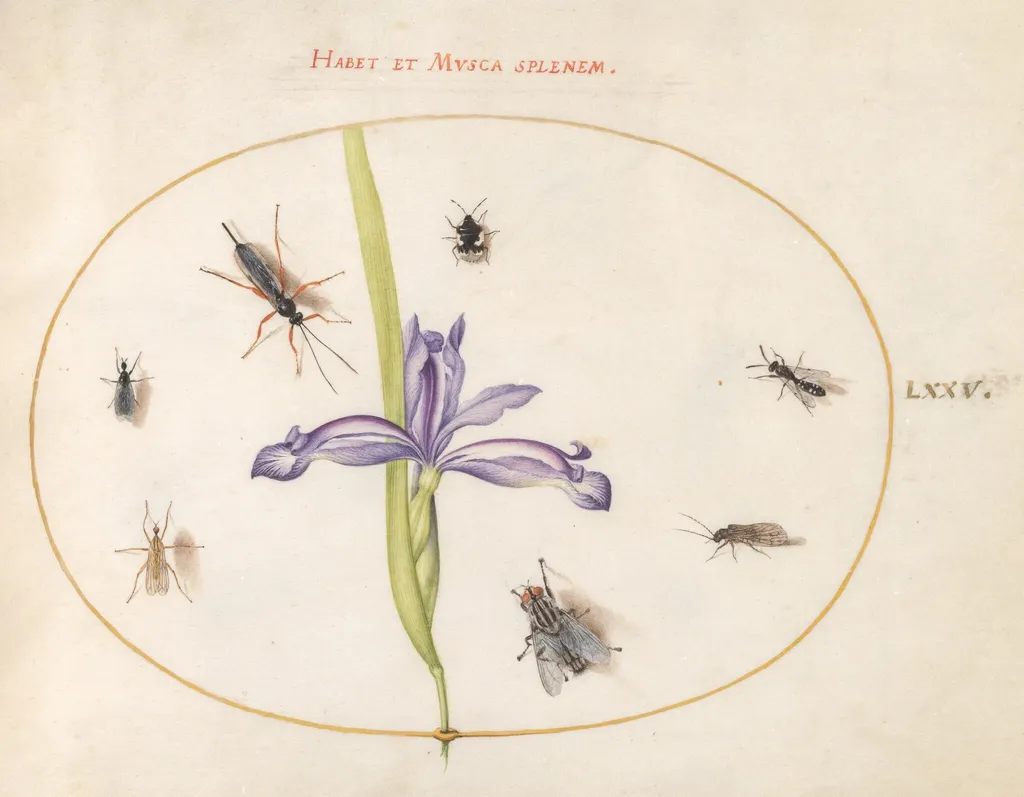 Plate 75: A Fly and Other Insects with an Iris, by Joris Hoefnagel, gouache, 1594