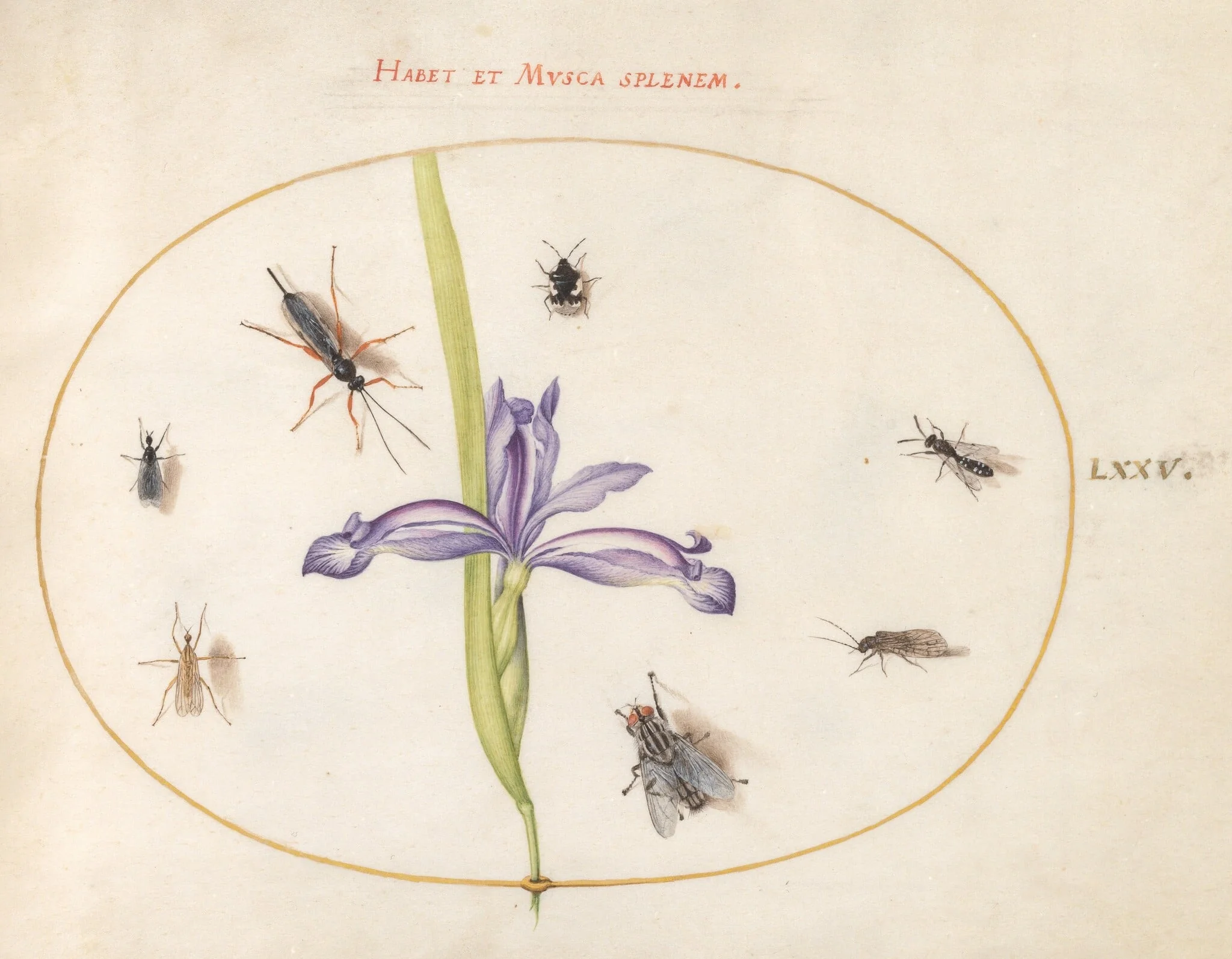 Plate 75: A Fly and Other Insects with an Iris, detail