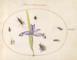 Plate 75: A Fly and Other Insects with an Iris, by Joris Hoefnagel, gouache, 1594