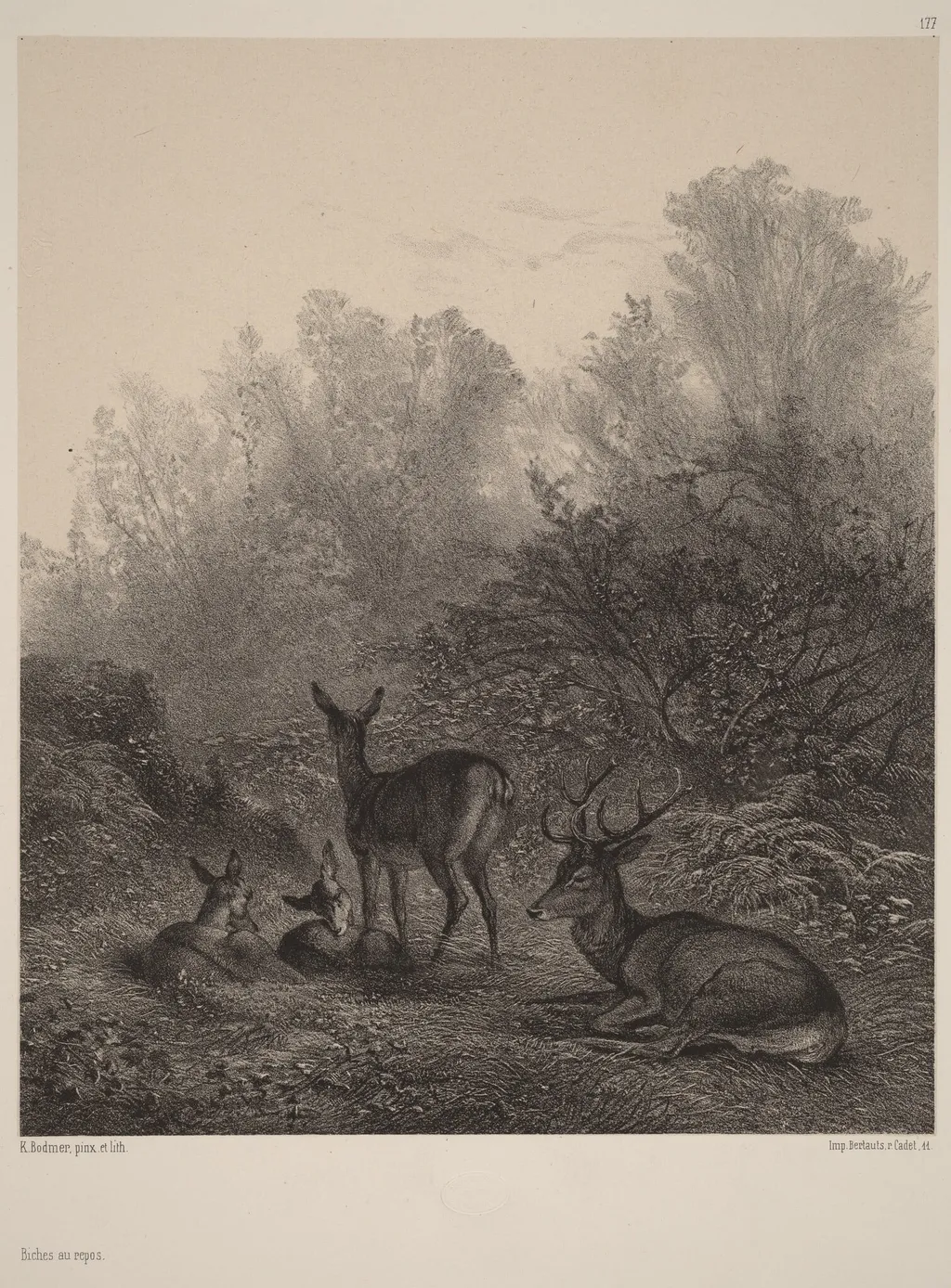 Biches au repos, by Karl Bodmer, ink, 1851