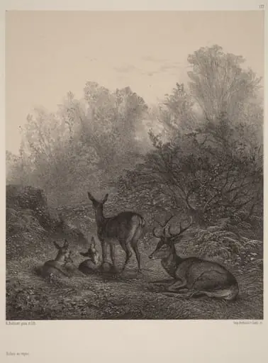 Biches au repos, by Karl Bodmer, ink, 1851
