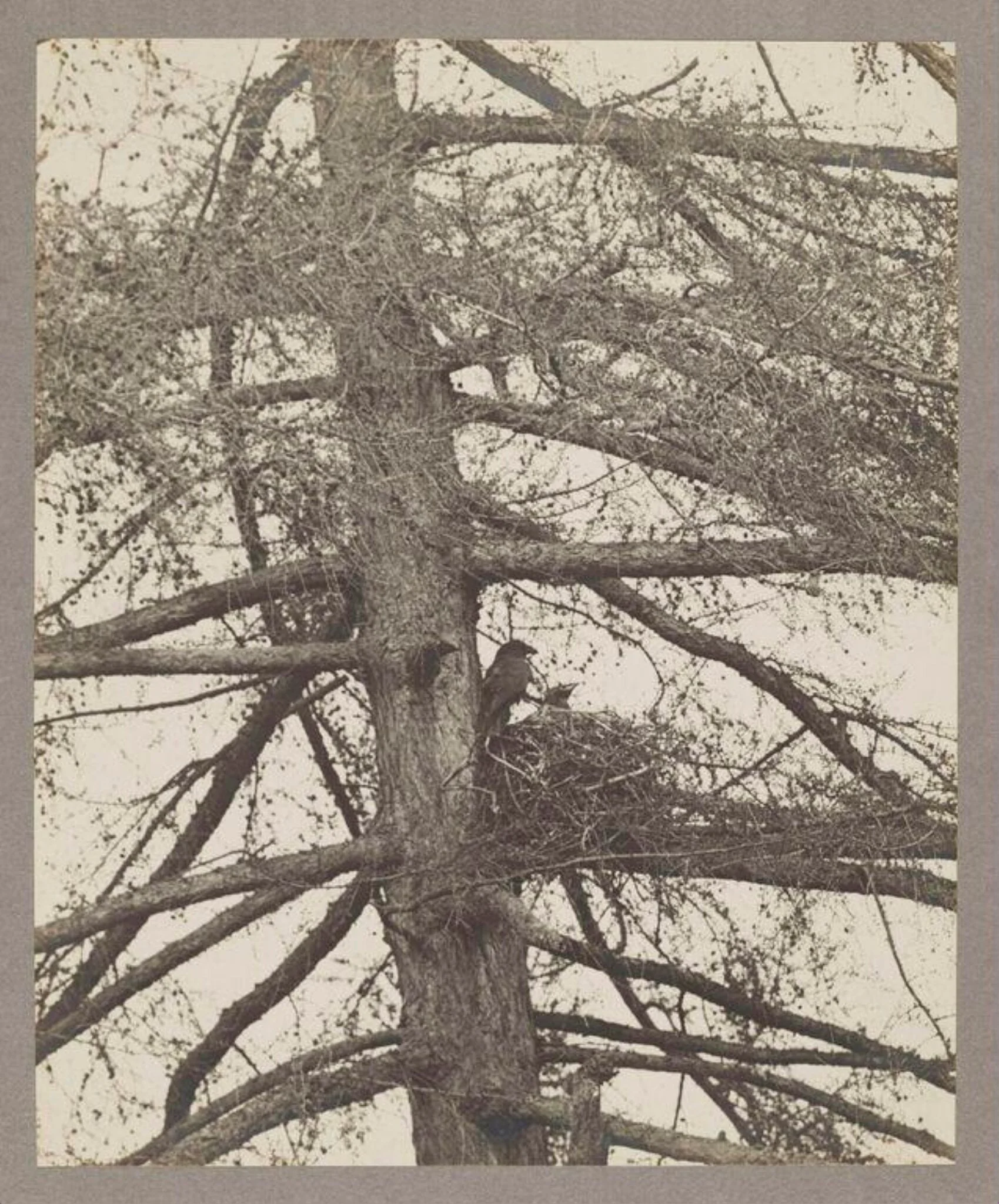 Raven at Nest, detail