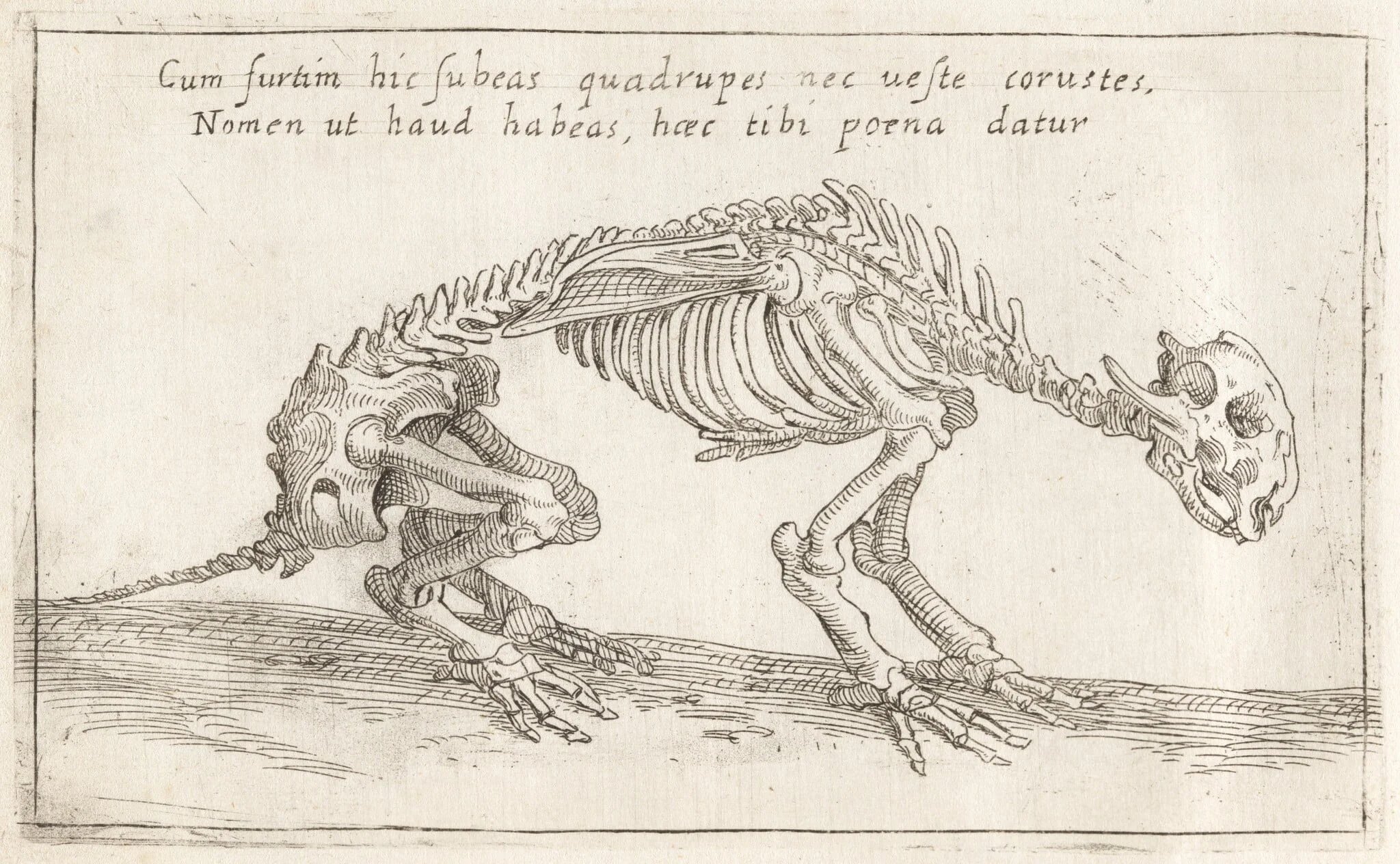 Skeleton of a Quadruped, detail